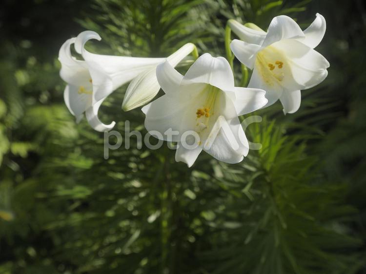 リュウキュウユリ（沖縄県那覇市）