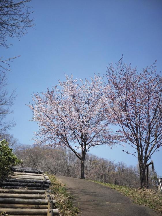 丘の上の桜（北海道札幌、荒井山）