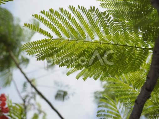 ホウオウボクの葉っぱ（沖縄県那覇市）