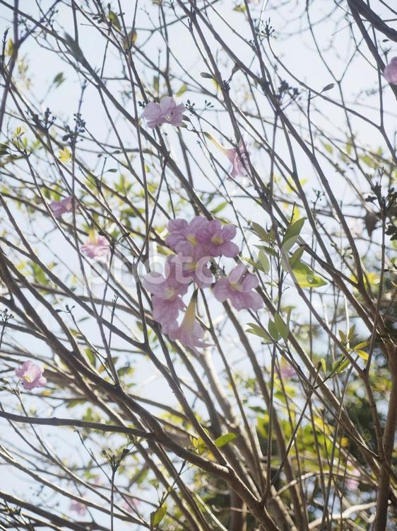 モモイロノウゼン（沖縄県那覇市）