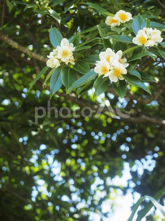 イジュの花（沖縄県名護市）