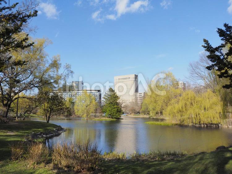 春の中島公園、菖蒲池（北海道札幌市）
