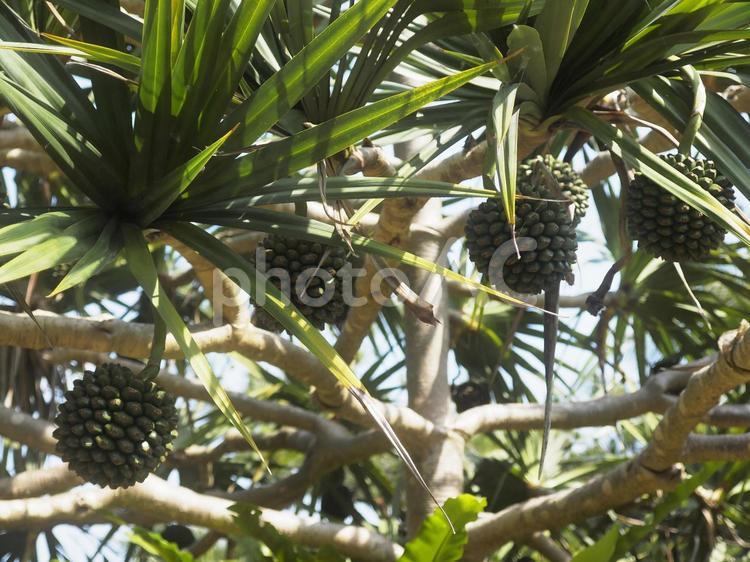 緑のアダンの実（沖縄県那覇市）