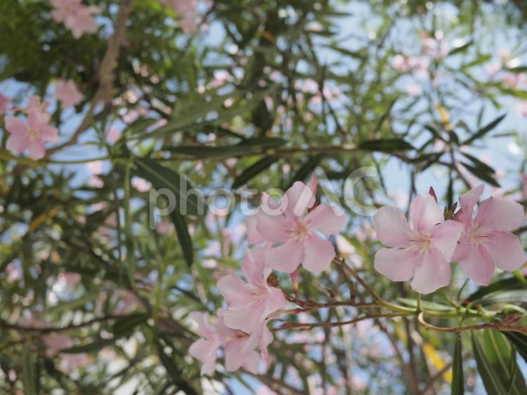 キョウチクトウ、ピンクの花（沖縄県那覇）