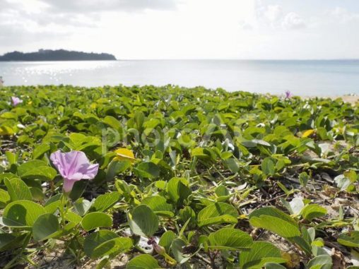 名護市民ビーチのヒルガオ（沖縄県名護市）