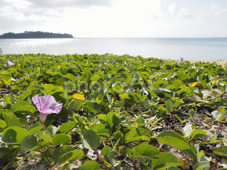 名護市民ビーチのヒルガオ（沖縄県名護市）