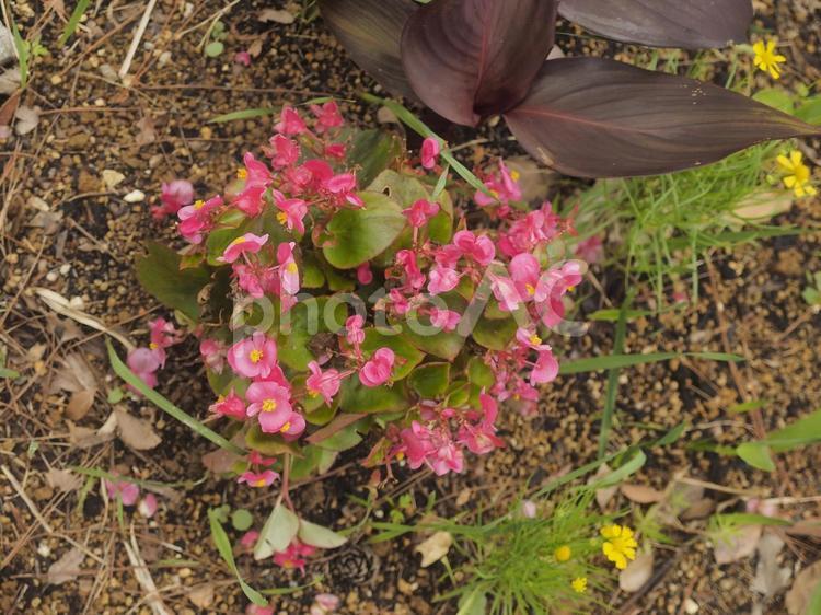 花壇に咲いたベゴニア（沖縄県浦添市）