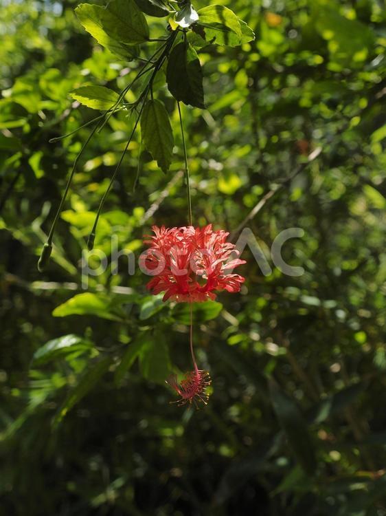 フウリンブッソウゲ（沖縄県那覇市）