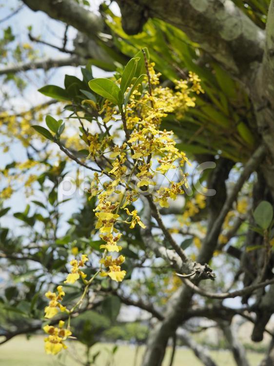 ミルトニジウム（沖縄県那覇市）