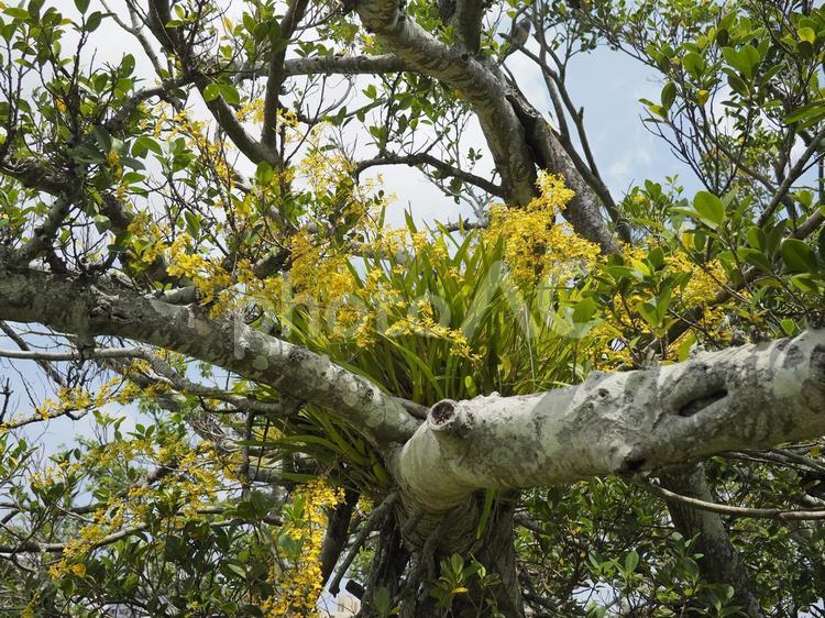 ミルトニジウム（沖縄県那覇市）