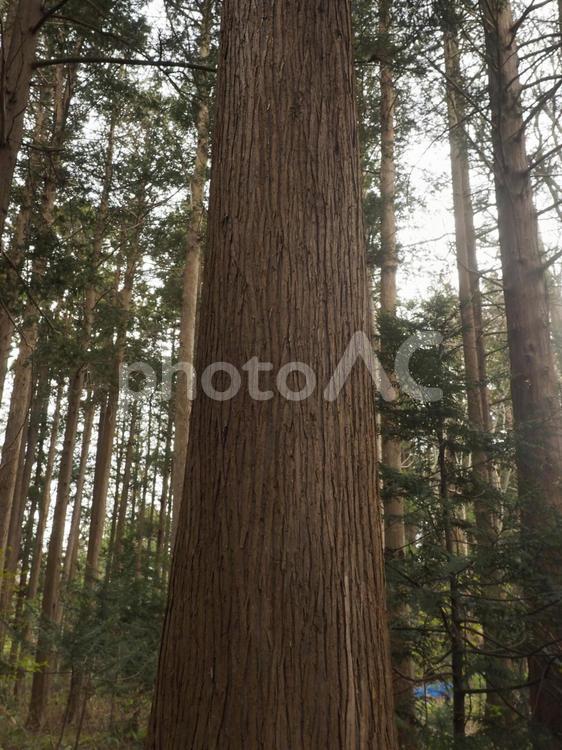 ヒノキアスナロの幹（北海道札幌市）