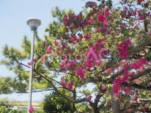 公園のブーゲンビリア（沖縄県那覇市）