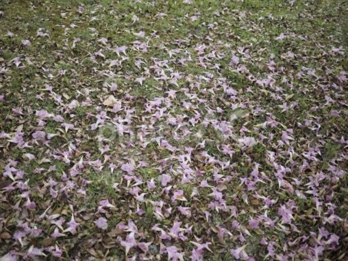地面に落ちたモモイロノウゼンの花