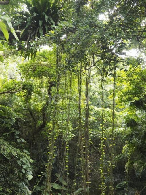 沖縄の森林、末吉公園（沖縄県那覇市）