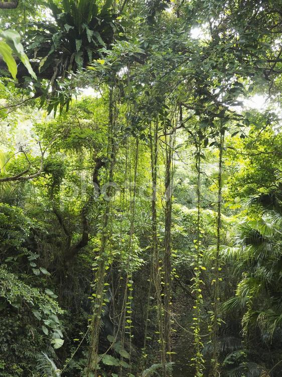 沖縄の森林、末吉公園（沖縄県那覇市）