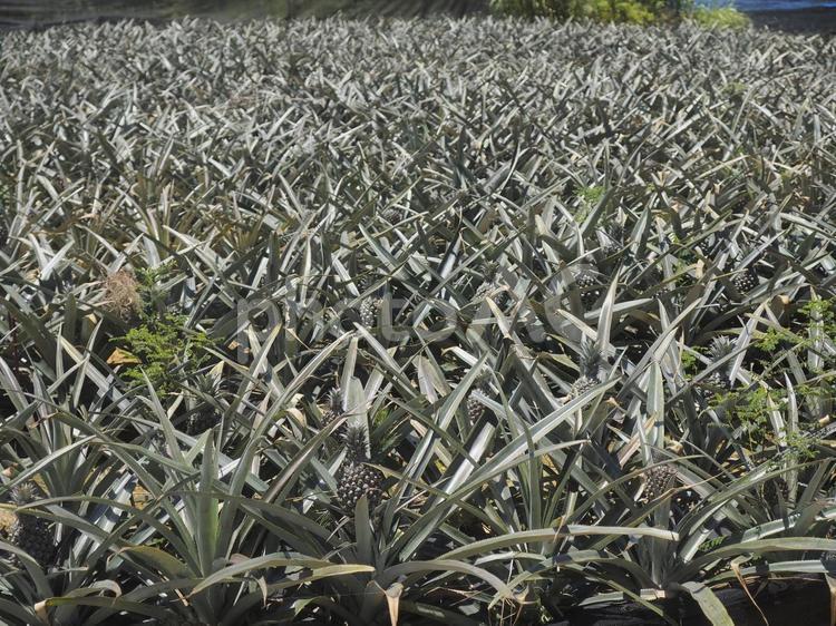 パイナップル畑（沖縄県名護市）