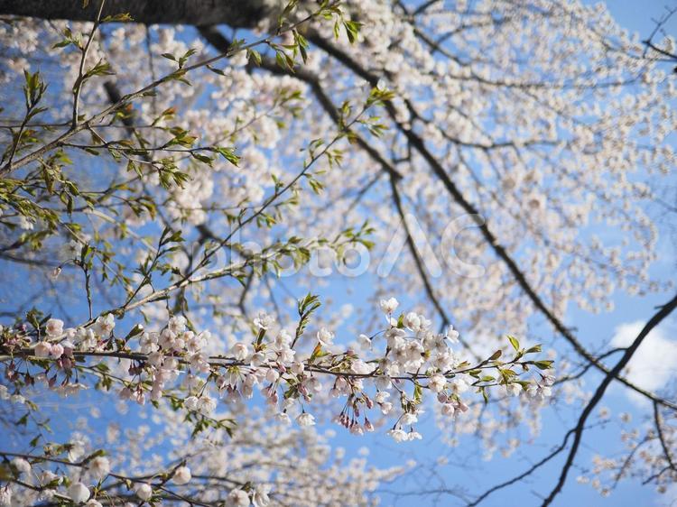 ソメイヨシノ（北海道札幌市、大通公園）