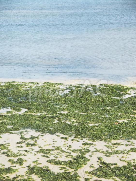 石川海岸に流れ着いた海藻（沖縄県うるま）