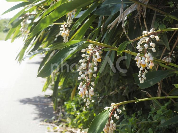月桃の花（沖縄県宜野座村）