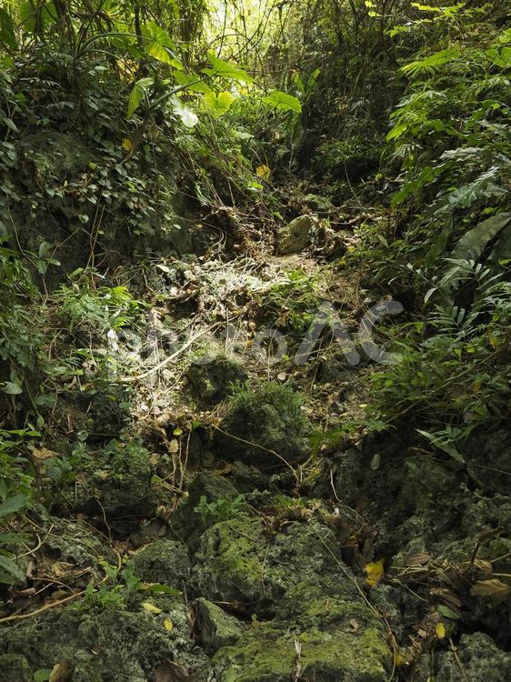 森のしげみ、末吉公園（沖縄県那覇市）