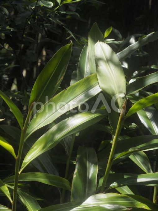 月桃の葉（沖縄県那覇市）