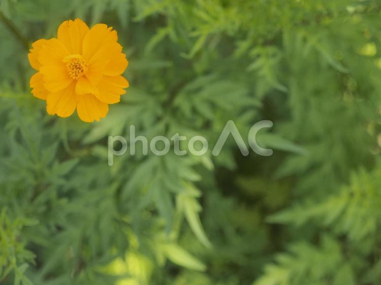 オレンジのコスモス（沖縄県那覇市）