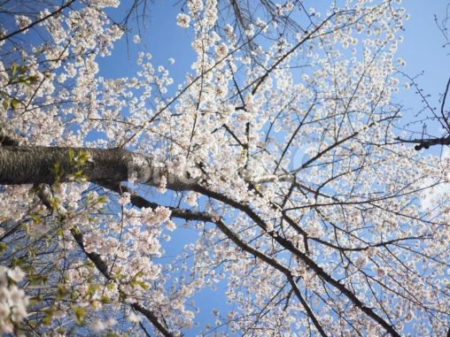 ソメイヨシノ（北海道札幌市、大通公園）