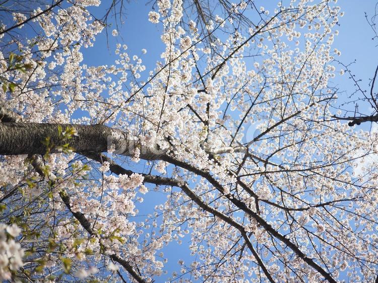 ソメイヨシノ（北海道札幌市、大通公園）