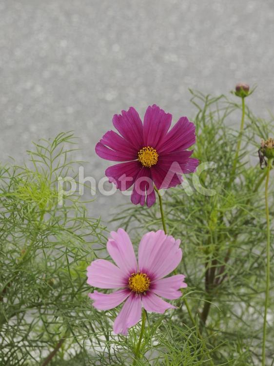 コスモスの花（沖縄県浦添市）