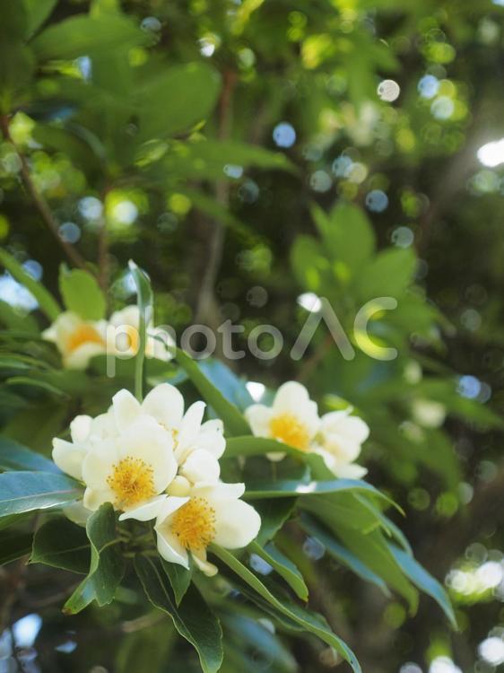 イジュの花（沖縄県名護市）
