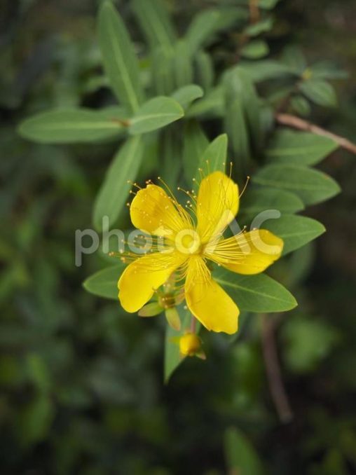 オトギリソウ（沖縄県那覇市）