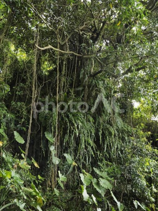 沖縄の森林、末吉公園（沖縄県那覇市）