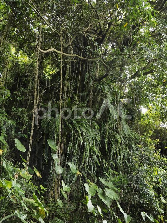 沖縄の森林、末吉公園（沖縄県那覇市）