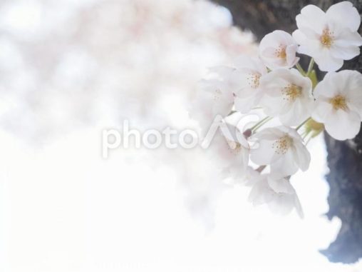 ソメイヨシノ（北海道札幌市、中島公園）
