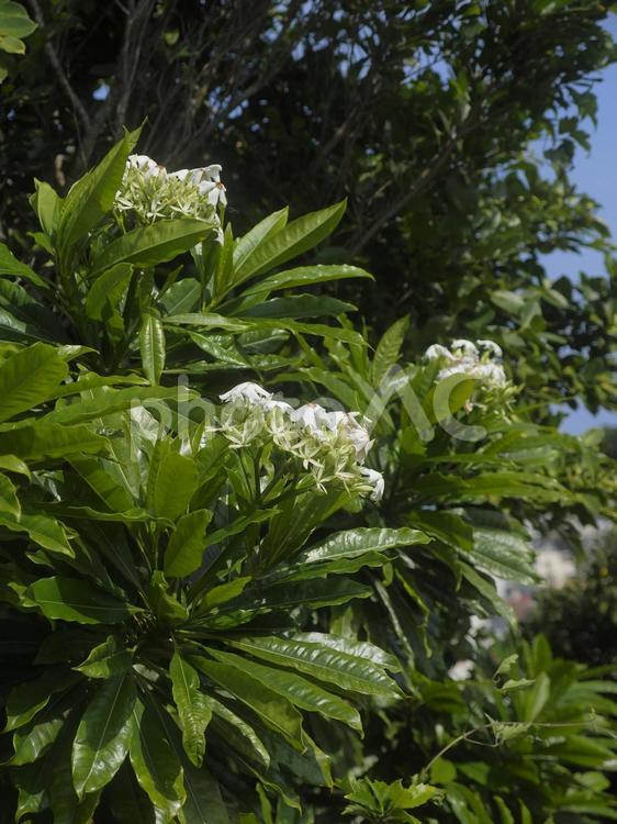 オキナワキョウチクトウ、ミフクラギの花