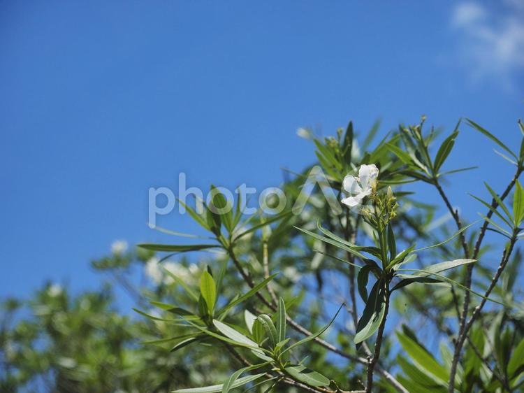 青空と白いキョウチクトウ（沖縄県今帰仁）
