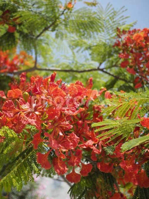 ホウオウボクの花（沖縄県那覇市）