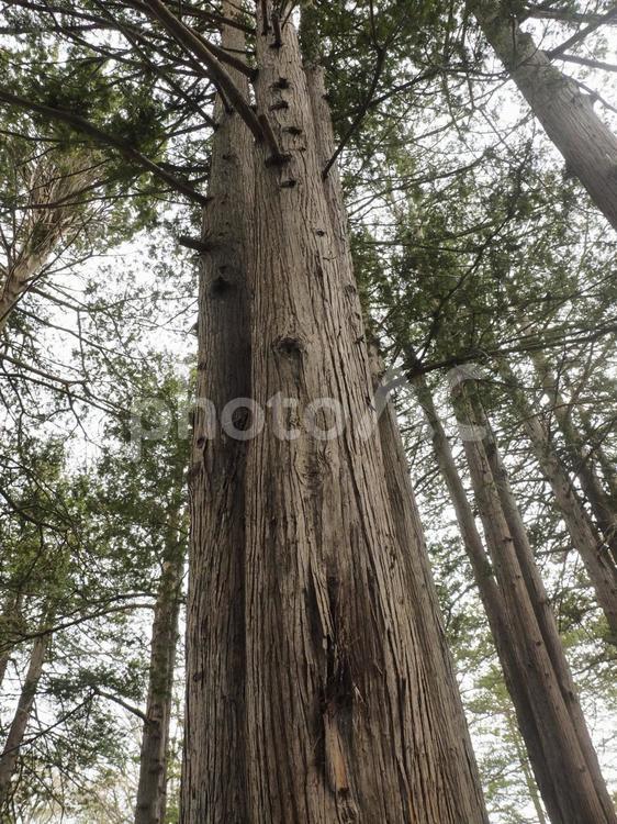 サワラ（北海道札幌市）