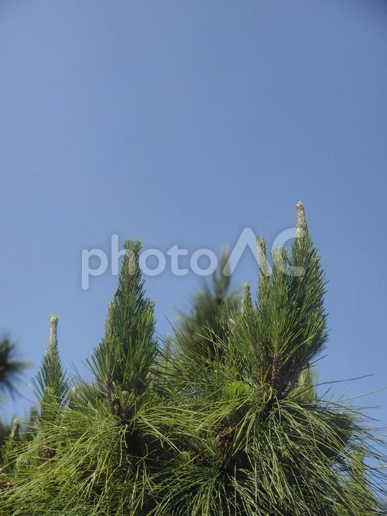 リュウキュウマツの新葉（沖縄県那覇市）