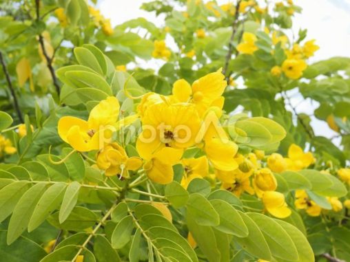 コバノセンナ（沖縄県那覇市）