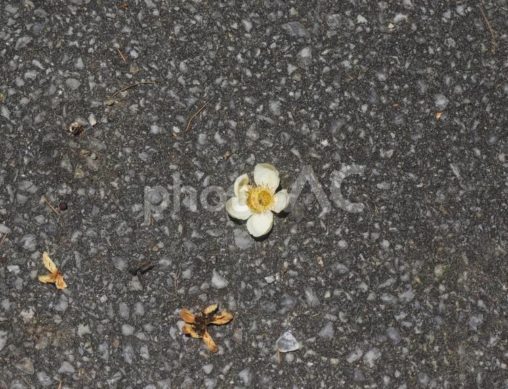 地面に落ちたイジュの花（沖縄県今帰仁村）