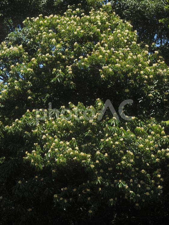 イジュの花（沖縄県今帰仁村）