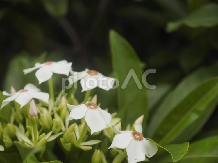オキナワキョウチクトウの花（沖縄県金武）