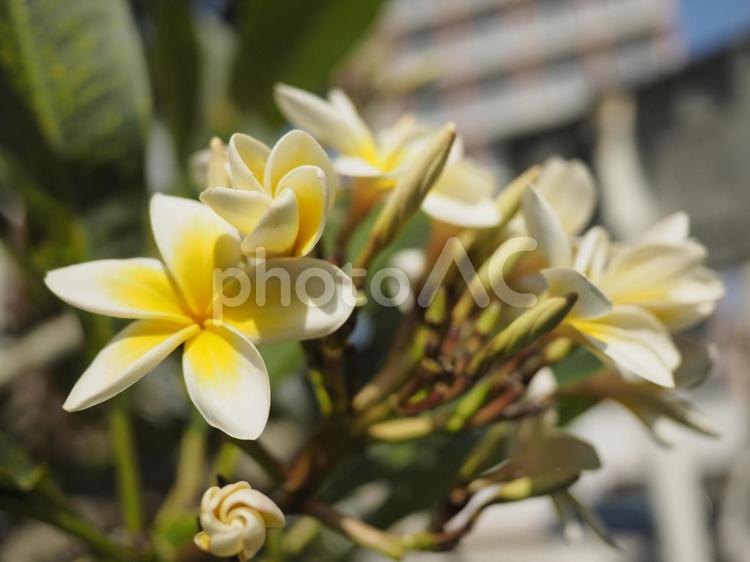 プルメリアの花（沖縄県那覇市）