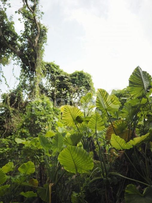 クワズイモと森と空（沖縄県那覇市）