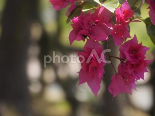 ブーゲンビリア（沖縄県那覇市）