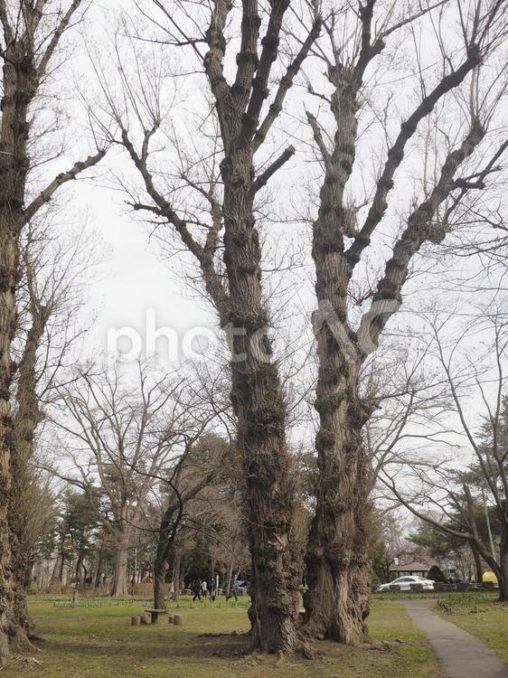ポプラの木（北海道札幌市、円山公園）