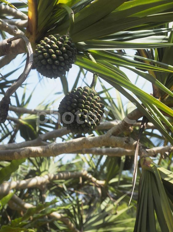 緑のアダンの実（沖縄県那覇市）