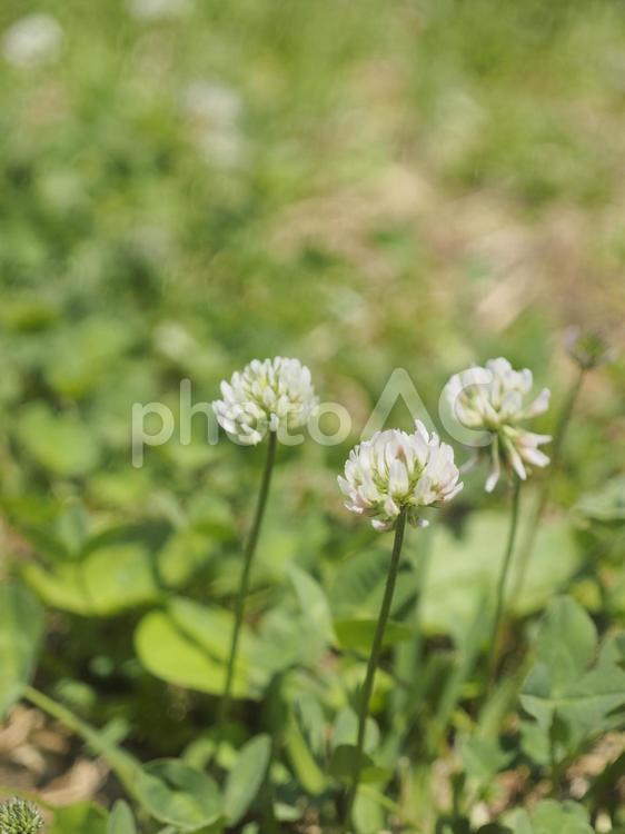 シロツメクサ（沖縄県那覇市）
