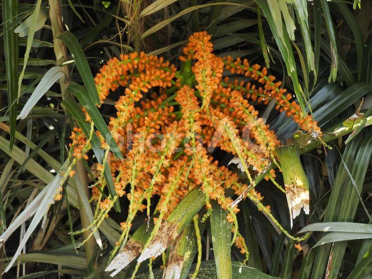 クロツグの実（沖縄県那覇市）